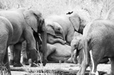 Serondella - elephants pile Serondella - elephants pile